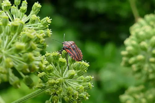 Encourage Preying Insects