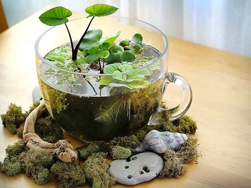 Indoor Container Water Garden ideas