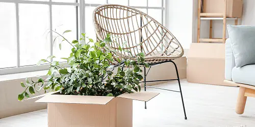 Isolate the Plant