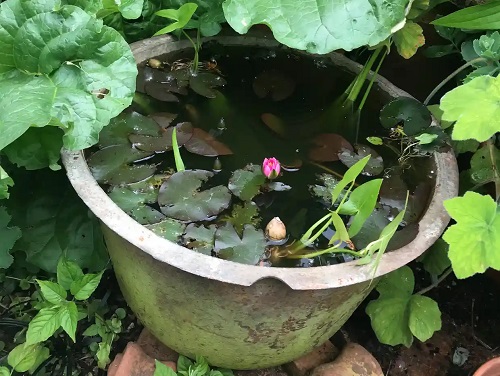 Japanese Container Water Garden