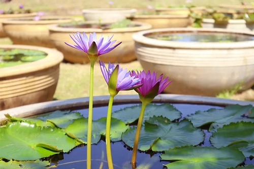 Massive Container Water Garden