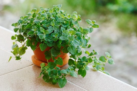 Requirements for Growing Oregano Plant
