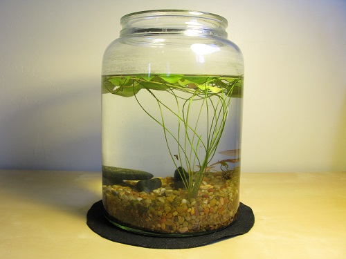 Indoor Container Water Garden