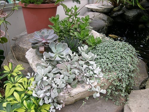 Rock Water Garden