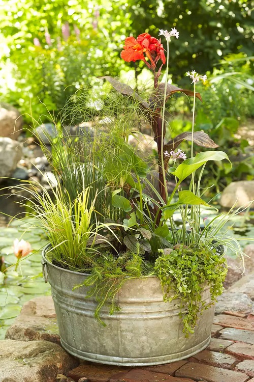 Tub Water Garden Ideas