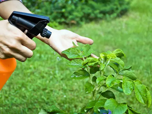 Use Plant-Based Miticides