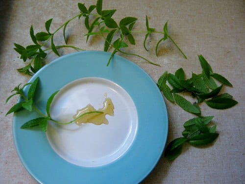 Using Honey as Rooting Hormone