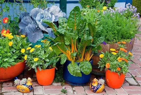 Create A Decorative Container Vegetable Garden