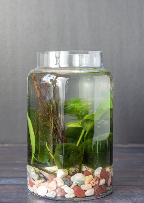 Water Garden Terrarium ideas