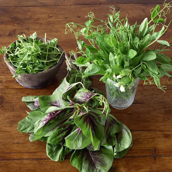 Growing Asian Greens 9