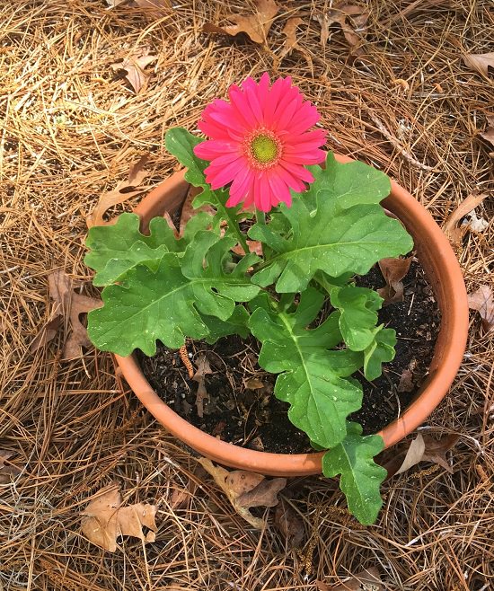 Gerbera Daisy Care & Growing Guide Balcony Garden 