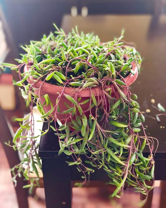 Rare Succulents that are Really Unique