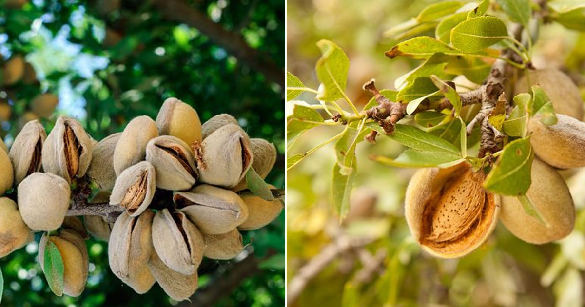 Do Almonds Grow on Trees + How Do Almonds Grow | Balcony Garden Web