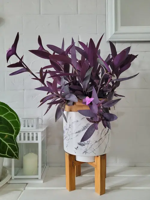 lovely Blooming Houseplants