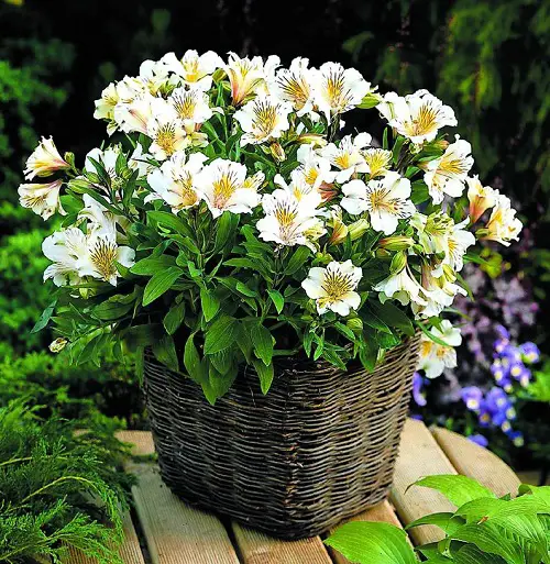 Finest Cut Flowers for a Cutting Garden