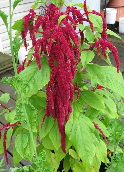 Best cut flower in yard