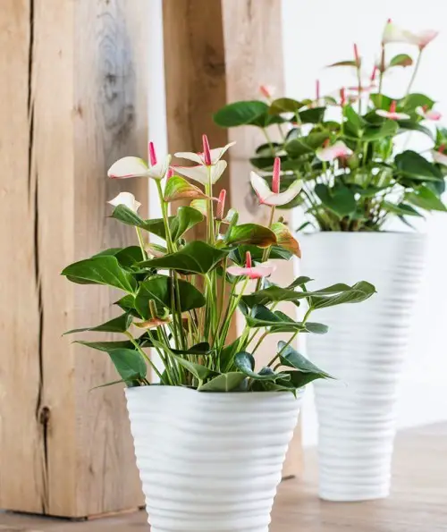 Best Cut Flowers for a Cutting Garden anthurium