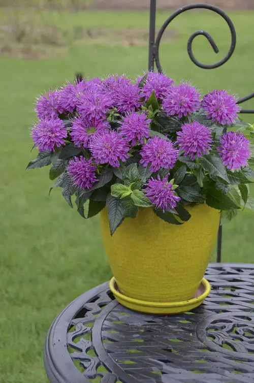 top Best cut flower