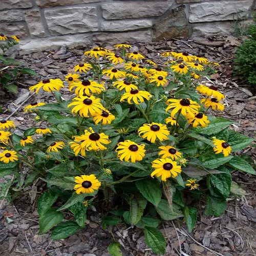 top Cut Flowers for Cutting Garden