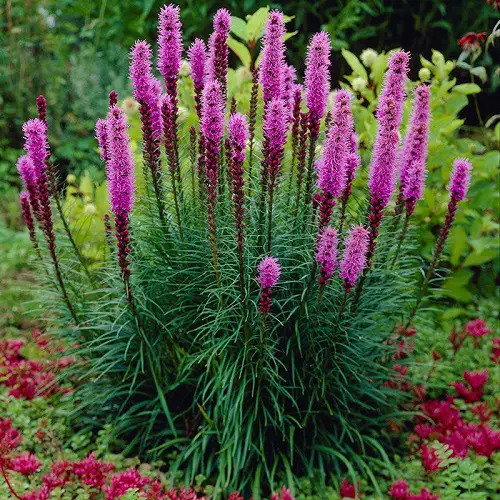 Amazing Best Cut Flowers for Cutting Garden