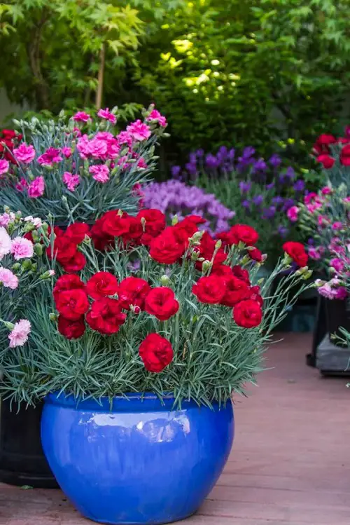 Cut Flowers for Cutting Garden