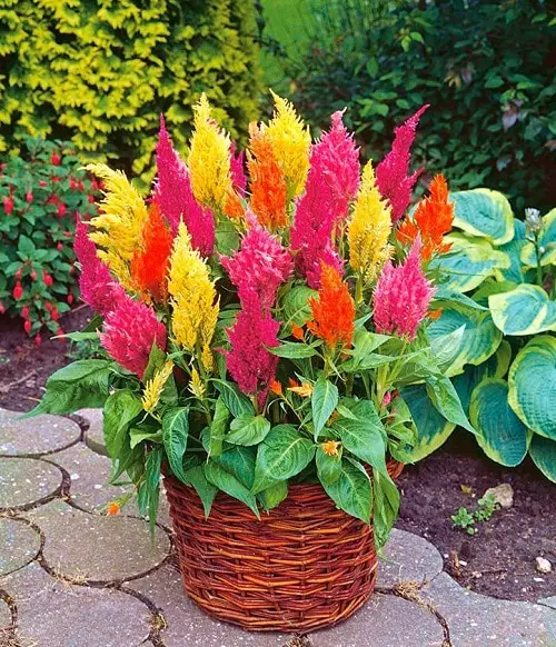 Best cut flower celosia