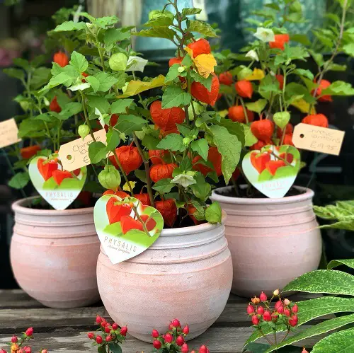Best cut flower in pot