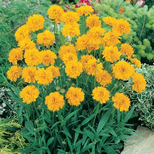 Cut Flowers for a Cutting Garden