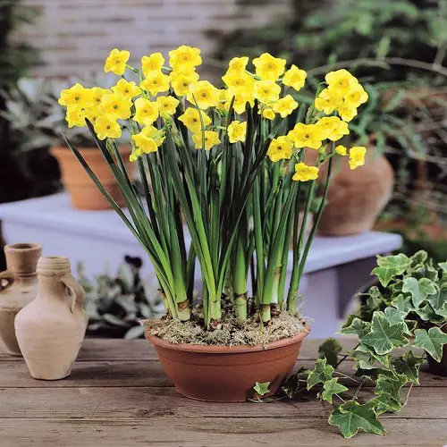 Yellow Flower Types for the Landscape 