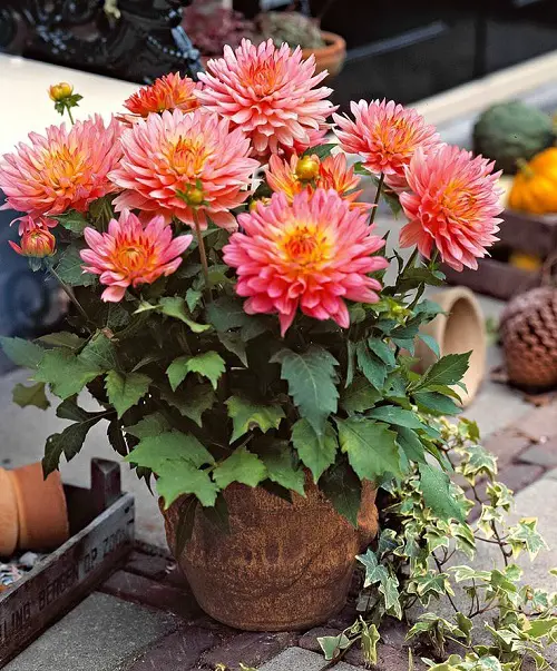 beautiful Top-Cut Flowers for a Cutting Garden