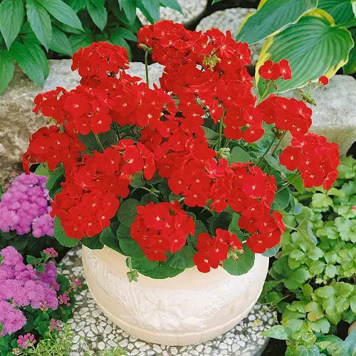 lovely Best cut flower 