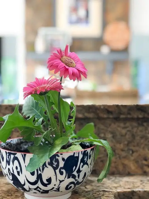 Gerbera Daisy Benefits