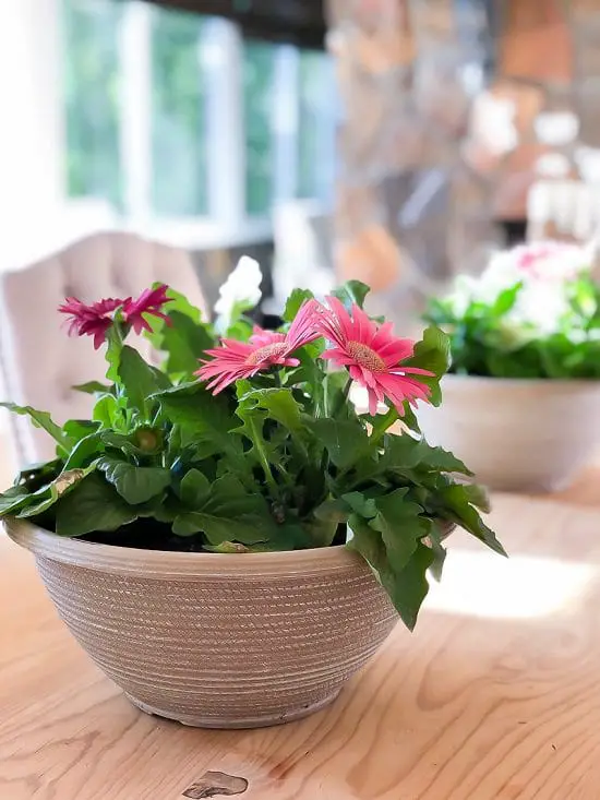 Growing Gerbera Daisy from Cuttings