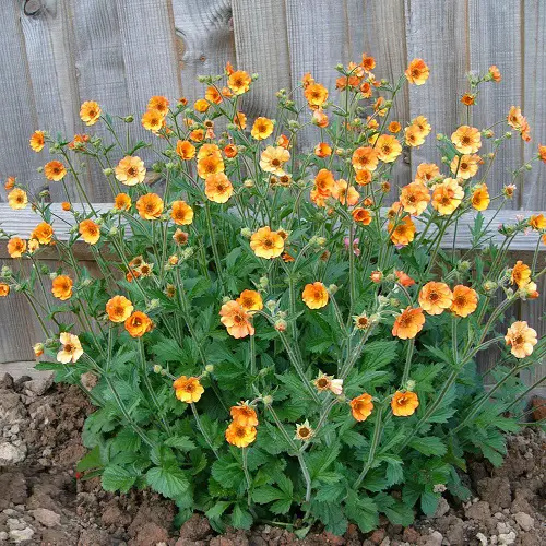 Best cut flower 