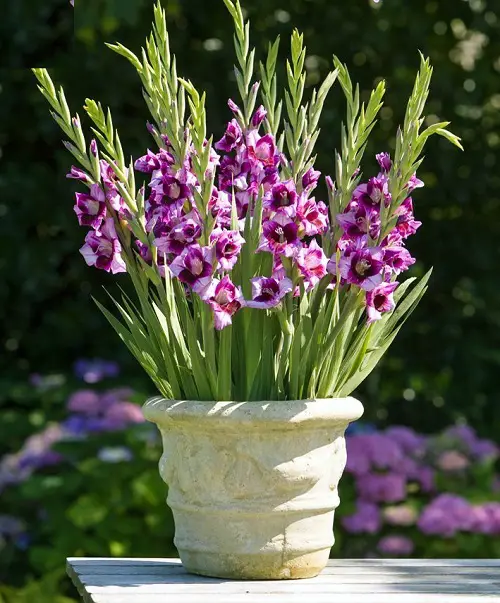 Top-Cut Flowers for a Cutting Garden