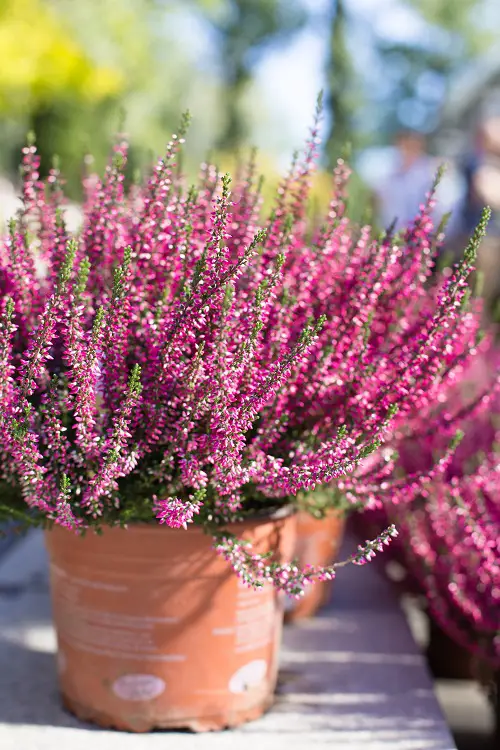 Top-Cut Flowers for a Cutting Garden