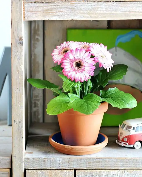 Indoor Gerbera Daisy Care