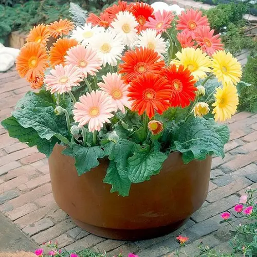 Outdoor Gerbera Daisy Care