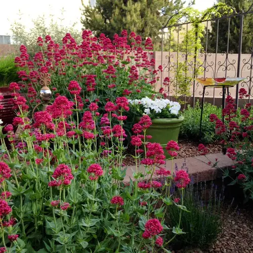 top best cut flower in yard