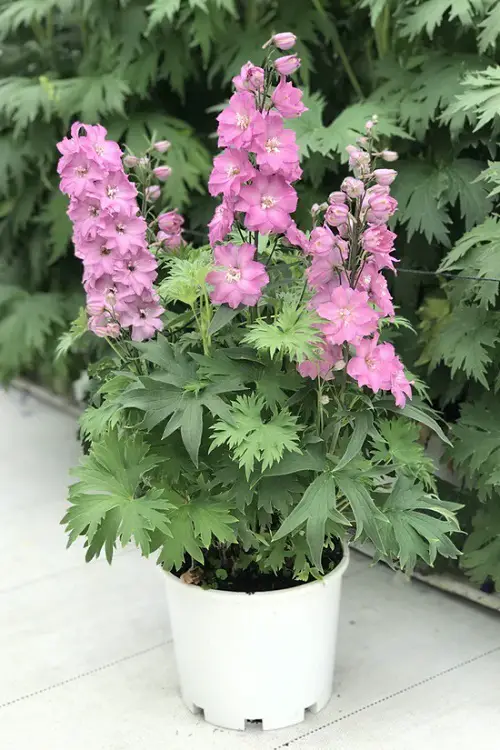 Top-Cut Flowers for a Cutting Garden pot