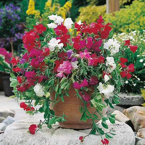 Cut Flowers for a Cutting Garden