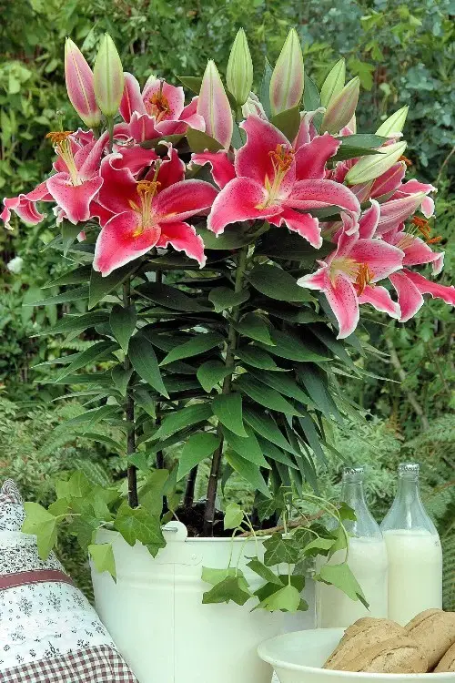 The Finest Cut Flowers for a Cutting Garden