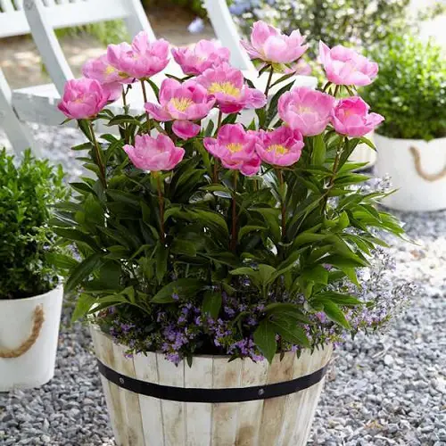 The Finest Cut Flowers for a Cutting Garden