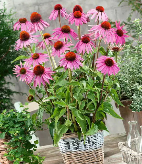 Top-Grade Cut Flowers for a Cutting Garden