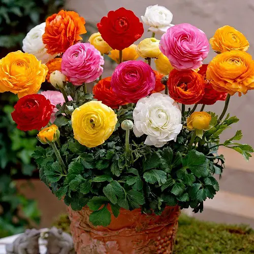 Best Cut Flowers for Cutting Garden