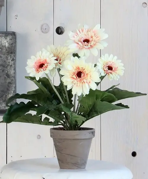 Repotting Gerbera Daisy