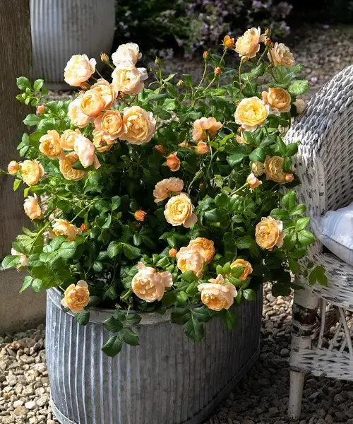 Best cut flower in yard