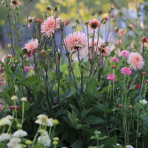 Best cut flower scabiosa