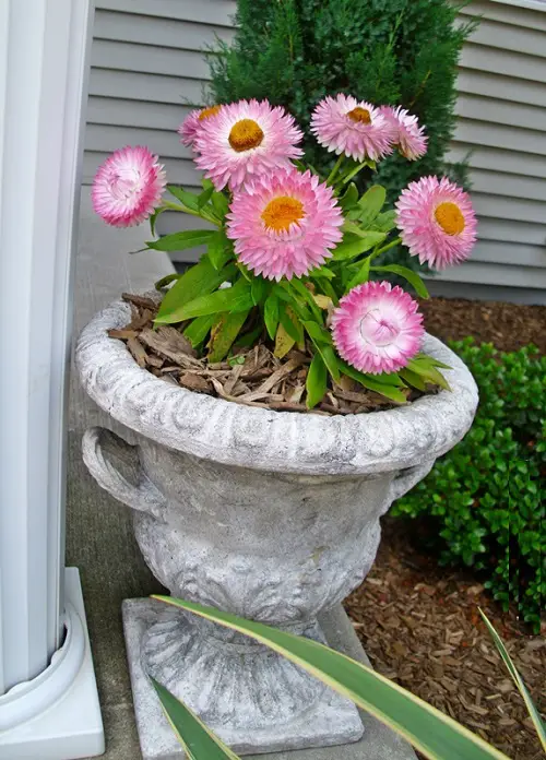 beautiful Best cut flower 