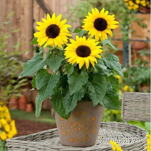 Best Cut Flowers for a Cutting Garden